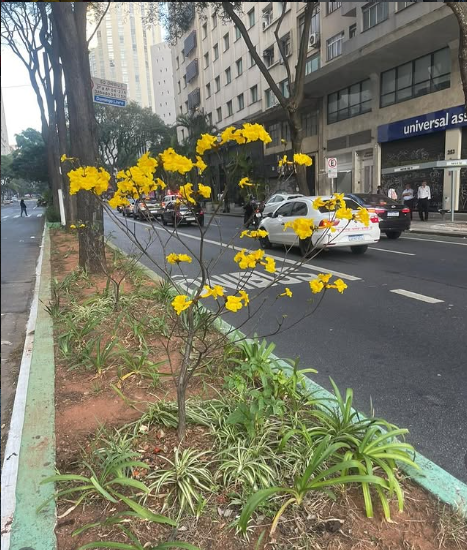Ipê amarelo florido em avenida no centro de São Paulo
